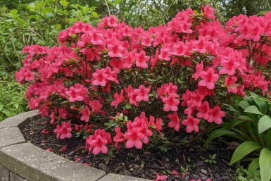 Japanse azalea Azalea japonica 'Moederkensdag' struik Azalea japonica 'Moederkensdag' struik