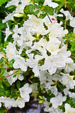 Japanse azalea Azalea japonica 'Pleasant White' struik Azalea japonica 'Pleasant White' struik