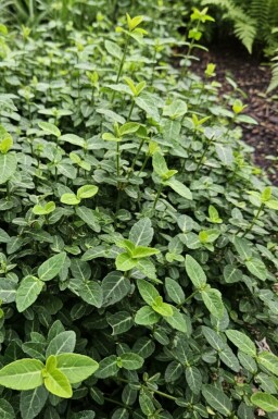 Japanse kardinaalsmuts Euonymus fortunei var. radicans struik Euonymus fortunei var. radicans