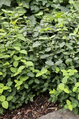Japanse kardinaalsmuts Euonymus fortunei var. radicans struik Euonymus fortunei var. radicans