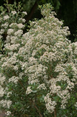 Olearia Olearia haastii struik Olearia haastii