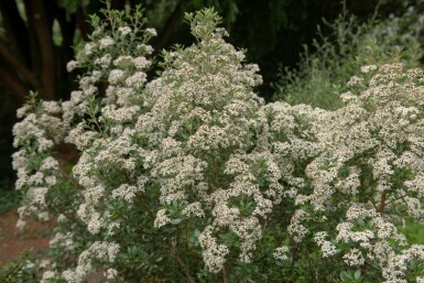 Olearia Olearia haastii struik Olearia haastii