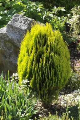 Levensboom Platycladus orientalis 'Aurea Nana' struik Platycladus orientalis 'Aurea Nana' struik