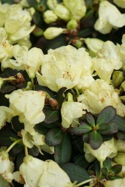 Rhododendron impeditum 'Wren'