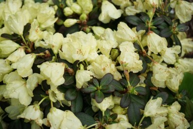 Rhododendron impeditum 'Wren'