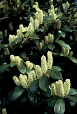 Laurierkers Prunus laurocerasus 'Van Nes' struik Prunus laurocerasus 'Van Nes' struik