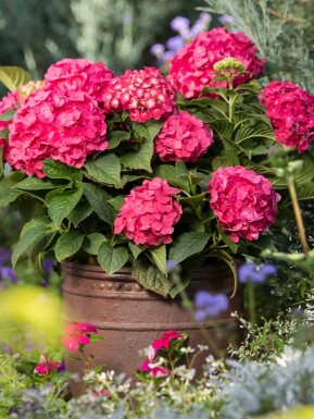 Endless Summer Hortensia Hydrangea macrophylla 'Summer Love Red' struik Hydrangea macrophylla 'Summer Love Red' struik