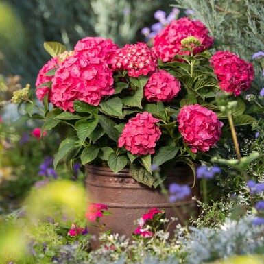 Endless Summer Hortensia Hydrangea macrophylla 'Summer Love Red' struik Hydrangea macrophylla 'Summer Love Red' struik