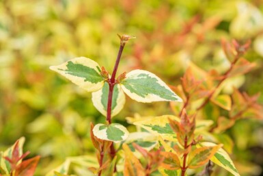 Abelia grandiflora 'Kaleidoscope' struik 30-40 cm