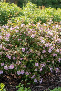Abelia grandiflora 'Pinky Bell's' struik