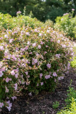 Abelia grandiflora 'Pinky Bell's' struik