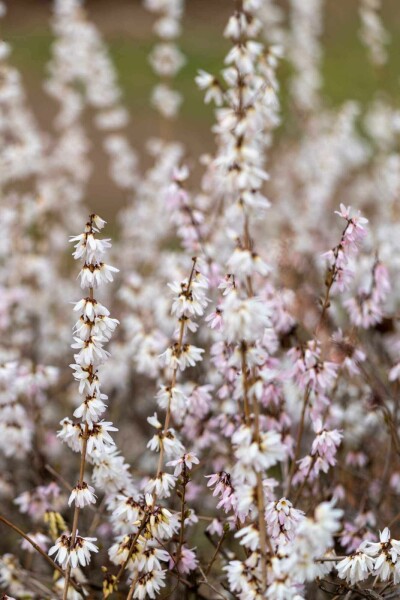 Witte forsythia Abeliophyllum distichum struik Abeliophyllum distichum struik