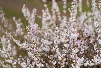 Witte forsythia Abeliophyllum distichum struik Abeliophyllum distichum struik