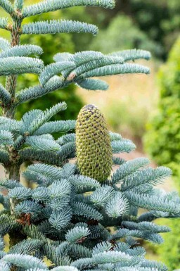 Blauwe zilverspar Abies procera 'Glauca' struik Abies procera 'Glauca'