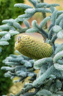 Blauwe zilverspar Abies procera 'Glauca' struik Abies procera 'Glauca'