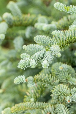 Abies procera 'Glauca'