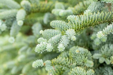 Abies procera 'Glauca'
