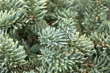 Abies procera 'Glauca'