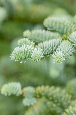 Abies procera 'Glauca'