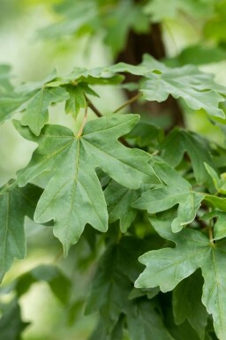 Acer campestre