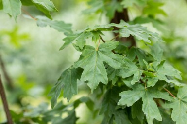 Acer campestre