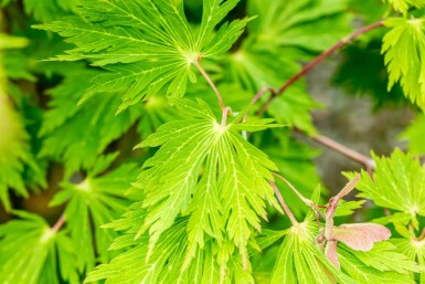 Acer japonicum 'Aconitifolium'