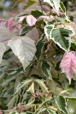 Amerikaanse esdoorn Acer negundo 'Flamingo' struik Acer negundo 'Flamingo'