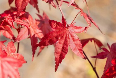 Acer palmatum 'Bi Hoo'