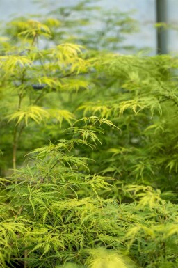 Japanse esdoorn Acer palmatum 'Dissectum' struik Acer palmatum 'Dissectum'