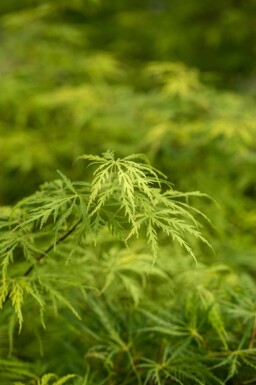 Japanse esdoorn Acer palmatum 'Dissectum' struik Acer palmatum 'Dissectum'