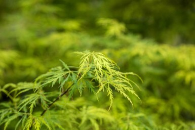 Acer palmatum 'Dissectum' struik 150-175 cm