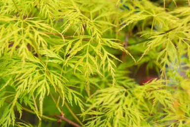 Acer palmatum 'Emerald Lace'