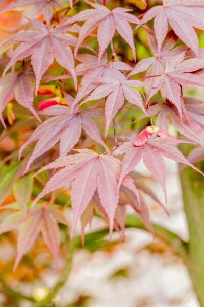 Acer palmatum 'Fireglow' struik 80-100 cm