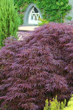 Japanse esdoorn Acer palmatum 'Garnet' struik Acer palmatum 'Garnet'