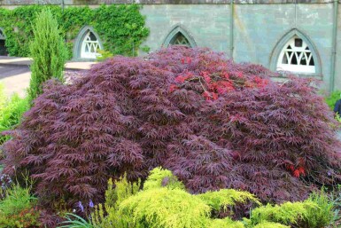 Japanse esdoorn Acer palmatum 'Garnet' struik Acer palmatum 'Garnet'