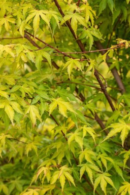 Japanse esdoorn Acer palmatum 'Katsura' struik Acer palmatum 'Katsura'