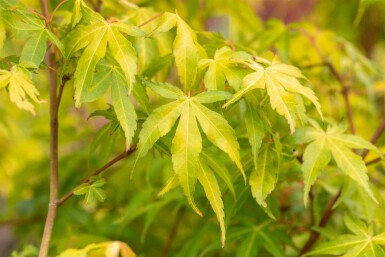 Japanse esdoorn Acer palmatum 'Katsura' struik Acer palmatum 'Katsura'