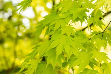 Japanse esdoorn Acer palmatum 'Orange Dream' struik Acer palmatum 'Orange Dream' struik