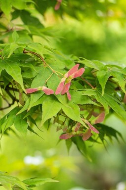 Japanse esdoorn Acer palmatum 'Osakazuki' struik Acer palmatum 'Osakazuki' struik
