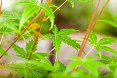 Japanse esdoorn Acer palmatum 'Phoenix' struik Acer palmatum 'Phoenix' struik