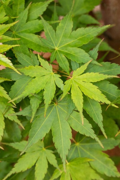 Acer palmatum 'Sangokaku' struik 125-150 cm