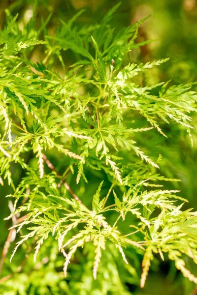 Acer palmatum 'Seiryu' C3 50-60