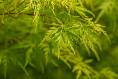 Japanse esdoorn Acer palmatum 'Seiryu' struik Acer palmatum 'Seiryu' struik