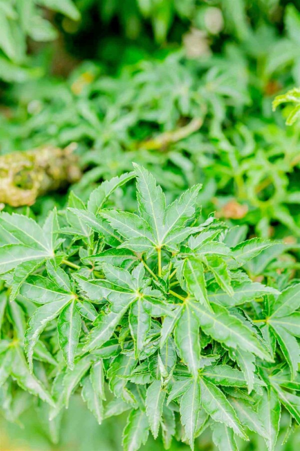 Japanse esdoorn Acer palmatum 'Shishigashira' struik Acer palmatum 'Shishigashira' struik