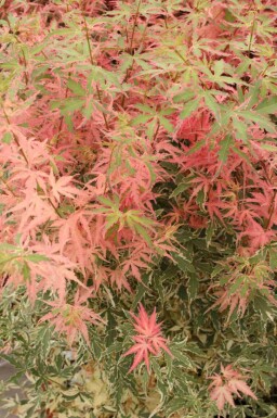 Japanse esdoorn Acer palmatum 'Taylor' struik Acer palmatum 'Taylor' struik