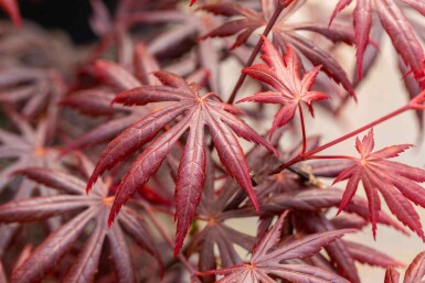 Japanse esdoorn Acer palmatum 'Trompenburg' struik Acer palmatum 'Trompenburg' struik