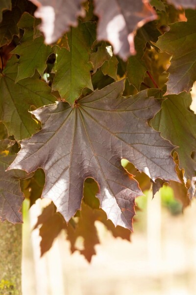 Acer platanoides 'Crimson Sentry'
