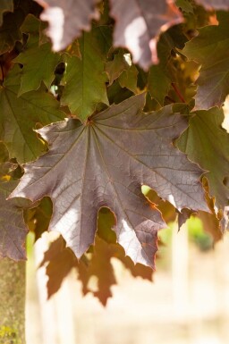 Noorse esdoorn Acer platanoides 'Crimson Sentry' struik Acer platanoides 'Crimson Sentry' struik