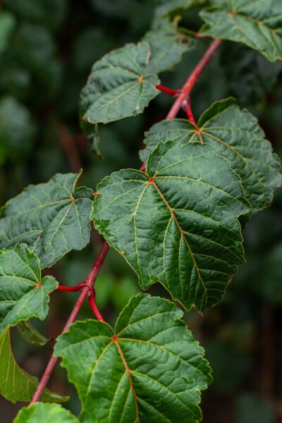 Slangenesdoorn Acer rufinerve struik Acer rufinerve struik