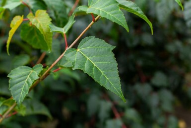 Slangenesdoorn Acer rufinerve struik Acer rufinerve struik